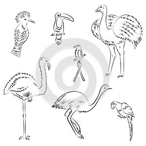 Hand Drawn Exotic Tropical Birds. Doodle Drawings of Parrot, Ostrich, Emu, Hummingbird, Hoopoe and Toucan. Sketch Style