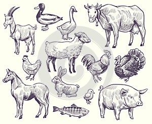 Hand drawn farm animals and birds. Goat, duck and horse, sheep and cow, pig and rooster, rabbit and turkey, chicken and