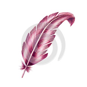 Hand drawn feather with markers in watercolor style. Realistic illustration isolated on white background. Clip art for