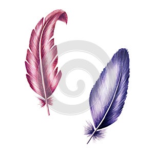 Hand drawn feathers with markers in watercolor style. Realistic illustration isolated on white background. Clip art for