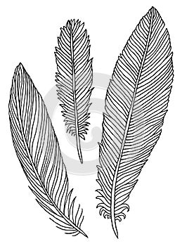 Hand drawn feathers set