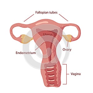 Hand drawn female reproductory system anatomy chart. Uterus, cervix, ovaries and fallopian tubes in simple cartoon style with