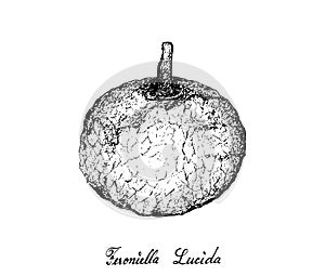 Hand Drawn of Feroniella Lucida Fruits on White Background photo