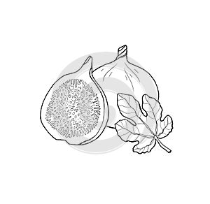 Hand drawn fig fruit with leaf. Outline, white background.