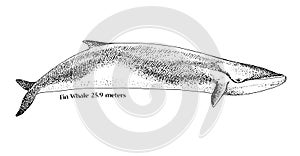 Hand drawn fin whale illustration