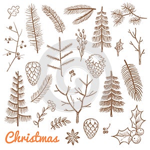 Hand drawn fir and pine branches, fir-cones. Christmas and winter holidays doodle