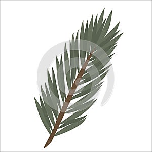 Hand-drawn fir or pine tree branch isolated on white background