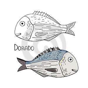 Hand drawn fish dorado black and white and color photo