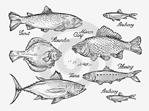 Hand drawn fish. Sketch trout, carp, tuna, herring, flounder, anchovy. Vector illustration photo