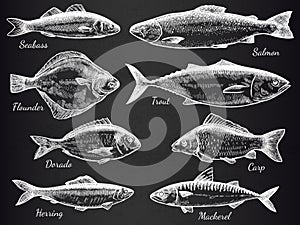 Hand drawn fish. Sketch various fish salmon and carp, mackerel, tuna, flounder, anchovy, gastronomy fishes on black