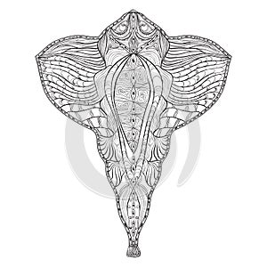 Hand drawn flat fish