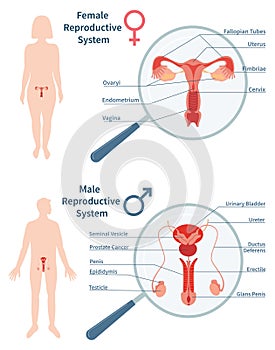 Hand drawn flat human body organ systems composition background