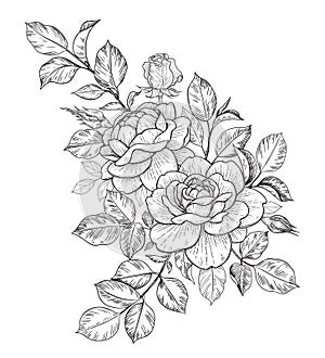 Hand Drawn Floral Bunch with Roses, Buds and Leaves