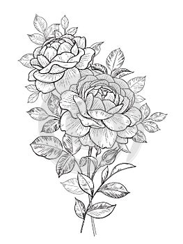 Hand Drawn Floral Bunch with Roses and Leaves