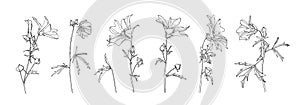 Hand drawn floral collection. Set of petaled flower outlines. Black plants sketch vector on white background. Herb wildflower