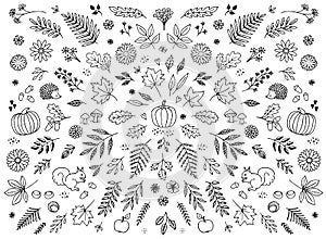 Hand drawn floral elements for autumn