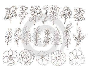 Hand drawn floral elements set