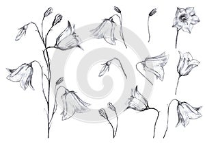 Hand drawn floral set of isolted objects with graphic bluebell flowers and buds on white background