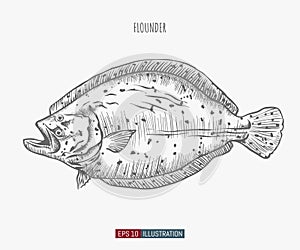 Hand drawn flounder fish isolated. Engraved style vector illustration.