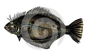 Hand drawn flounder flatfish isolated on white background
