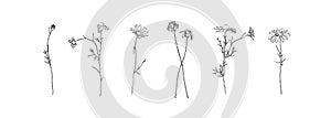 Hand drawn flower collection. Set of chamomile, daisy outlines. Black isolated plants sketch vector on white background. Herb