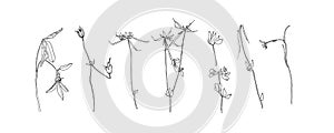 Hand drawn flower collection. Set of outline stem flowers. Black isolated plants sketch vector on white background. Herb