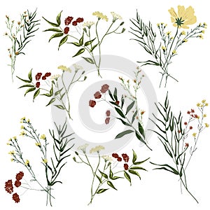 Hand drawn flower collection. Big set botanic branches, leaves, foliage, herbs, wild plants in bouquets