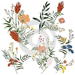 Hand drawn flower collection. Various flowers from fields and meadows in bouquets. Big botanical set