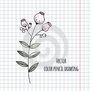 Hand drawn flower color pencil.