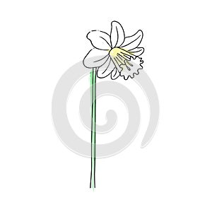 Hand-drawn flower, narcissus. Simple botanical sketch, line, floral drawing, minimalism. Doodle style with imitation watercolor`s