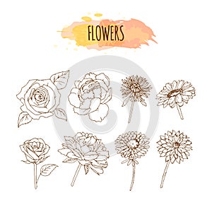 Hand Drawn Flower Set. Floral Illustration.