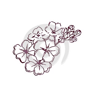 Hand drawn flowers cherry blossom vector illustration. Cartoon sakura branch isolated on white.