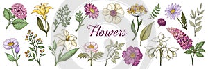 Hand drawn flowers. Floral vintage bouquet, garden flower set for posters and wedding cards. Vector doodle nature photo