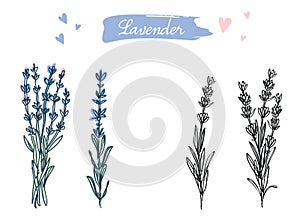 Hand drawn flowers of lavender, lavanda floral art