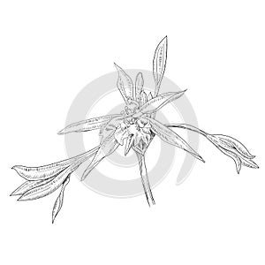 Hand Drawn Flowers Lilies on a white background