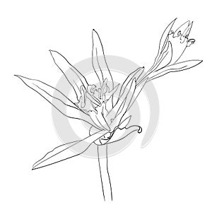 Hand Drawn Flowers Lilies on a white background