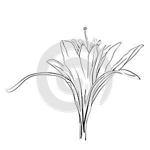 Hand Drawn Flowers Lilies on a white background