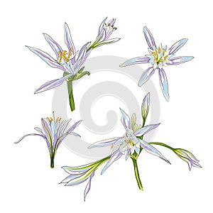 Hand Drawn Flowers Lilies on a white background set