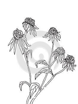 Hand drawn flowers of rudbeckia sketch