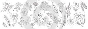 Hand drawn flowers. Vintage floral sketch, summer leaves branches and herbs collection. Vector foliage and bouquet