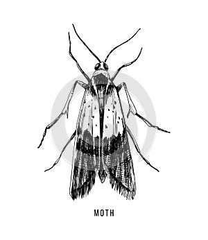 Hand drawn food moth on white background