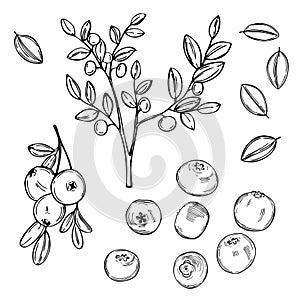 Bilberry, huckleberry.  Vector sketch illustration