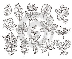 Hand drawn forest leaves. Autumn leaf sketch, drawing nature elements. Botanical oak branch, fall foliage and plants