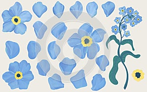 Hand drawn forget-me-not flowers