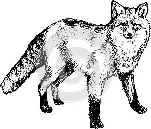 Hand drawn fox