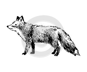Hand drawn fox