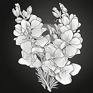 Hand Drawn Foxglove Flower Illustration On Dark Background
