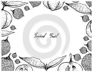 Hand Drawn Frame of Garcinia Acuminata and Diospyros Blancoi Fruits