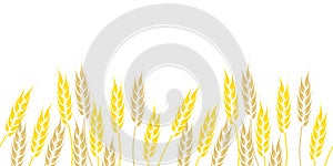 Hand drawn frame of rice wheat ears. Vector illustration of frame for text. Poster, announcement, greeting card