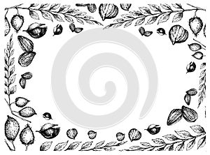 Hand Drawn Frame of Sunflower Seeds and Chick Peas